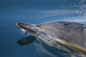 boat trips from oban