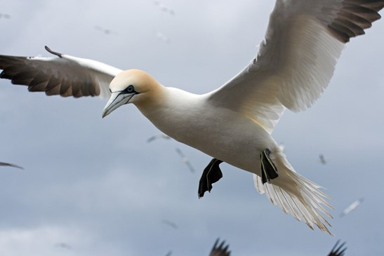 sea eagle trips from oban